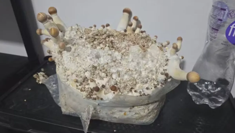 Operação Psicose   Polícia descobre rede que produzia ‘cogumelos mágicos’ no Paraná e outros estados   04/09/2025 - 19:31