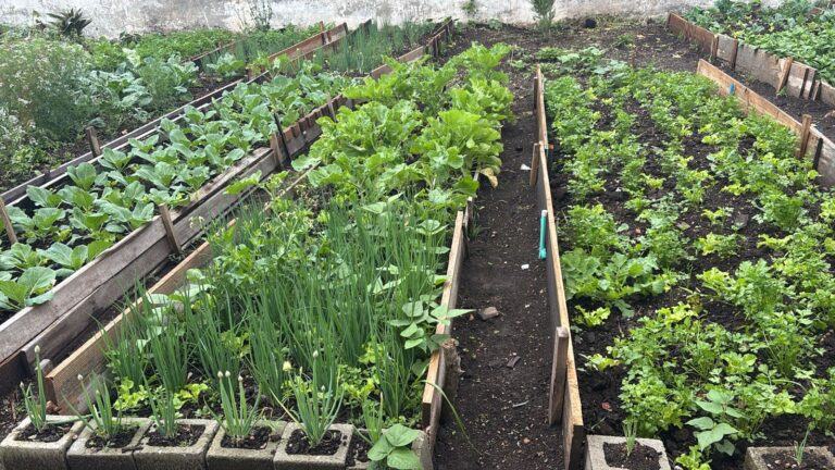 Programa Verde Vida distribui mais de 38 mil mudas para hortas comunitárias em três meses