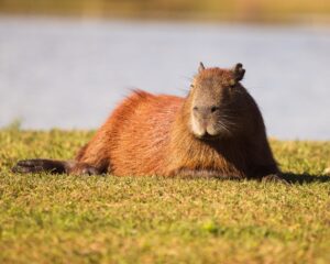 Saiba como proceder ao encontrar filhotes de aves e animais silvestres durante a primavera