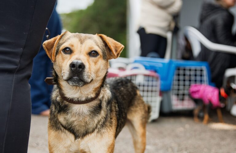 Mutirão de Castração atenderá os bairros Del Rey, Barro Preto e Costeira entre os dias 17 e 19 de novembro