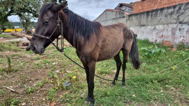 Operação recolhe seis cavalos soltos e em situação de maus-tratos em São José dos Pinhais