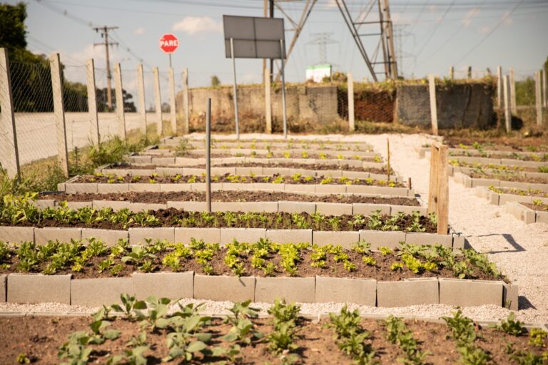 Horta Del Rey é inaugurada por meio de uma parceria entre a Prefeitura de São José dos Pinhais com a Copel