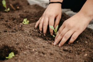 Prefeitura de São José dos Pinhais inaugura horta comunitária no Parque da Fonte neste sábado (20)