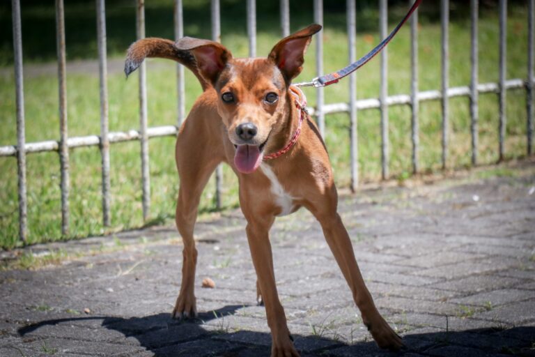 Prefeitura de São José dos Pinhais abre cadastro para novos protetores e entidades de proteção animal