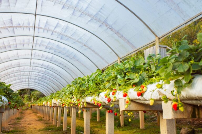 Prazo para adquirir mudas de morango pelo Programa Plante Mais encerra na próxima semana. Confira!