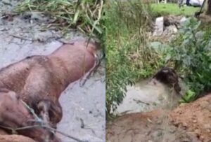Égua é resgatada após atolar em açude na Grande Curitiba: vídeo