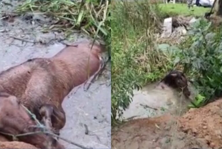 Égua é resgatada após atolar em açude na Grande Curitiba: vídeo