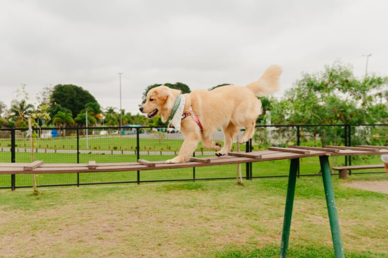 Patinhas no Parque terá serviços gratuitos para pets neste sábado (30) em São José dos Pinhais