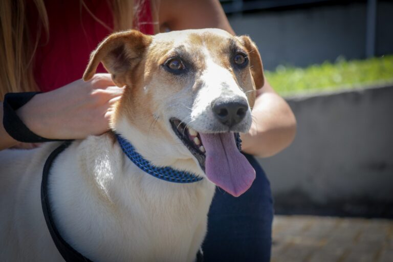 São José dos Pinhais é contemplado com Vet-Móvel, programa itinerante que atenderá gratuitamente cães e gatos
