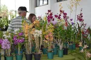 17ª Exposição de Orquídeas, Cactos e Suculentas começa dia 24 de julho na Colônia Murici, em São José dos Pinhais