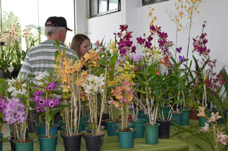 17ª Exposição de Orquídeas, Cactos e Suculentas começa dia 24 de julho na Colônia Murici, em São José dos Pinhais