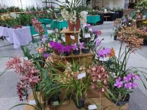 17ª Exposição de Orquídeas, Cactos e Suculentas de São José dos Pinhais começa nesta sexta-feira (24)